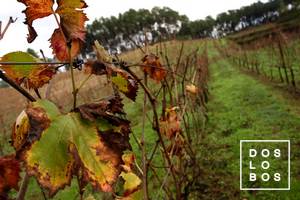 dos-lobos_vinha002