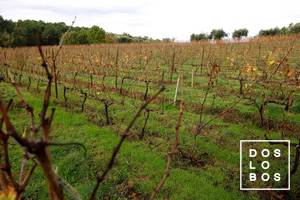 dos-lobos_vinha003